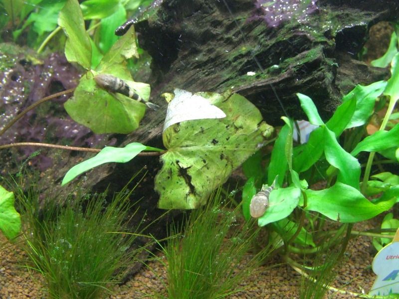 Re New setup [Aquarium Plants] Fishkeeping
